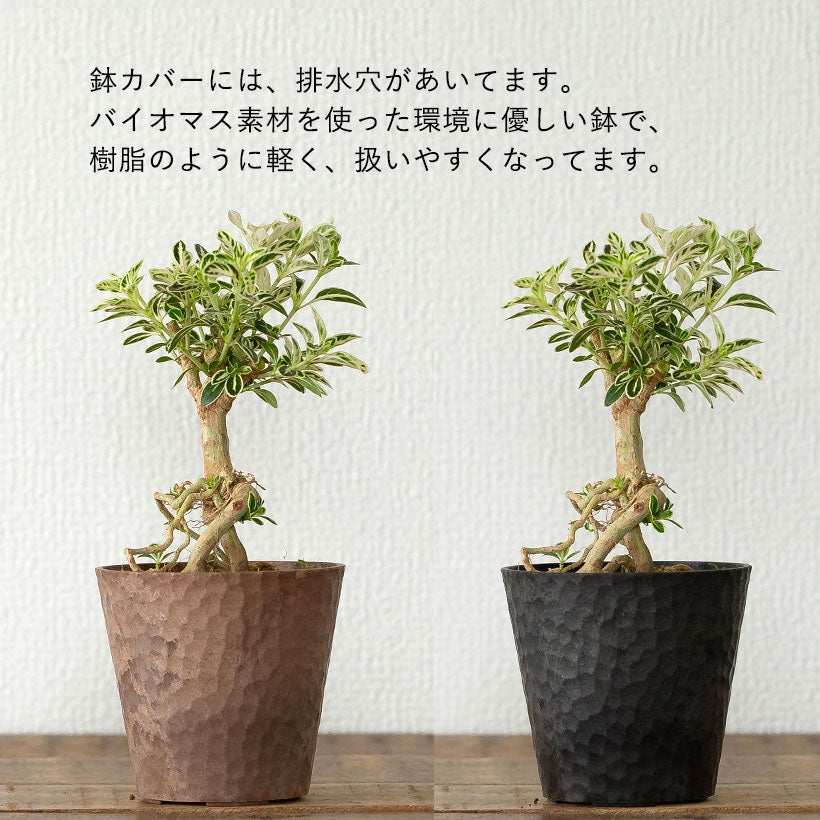 【直接取引のみ】【極上】フィカス 盆栽仕立て　根上がり　9号　鉢カバーセット 根上がり盆栽ハクチョウゲ（白丁花）爪のように根を露出し木質化
