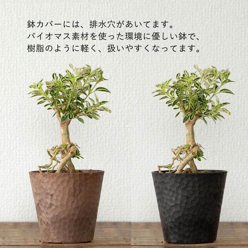 盆栽根上がり白チョウゲ