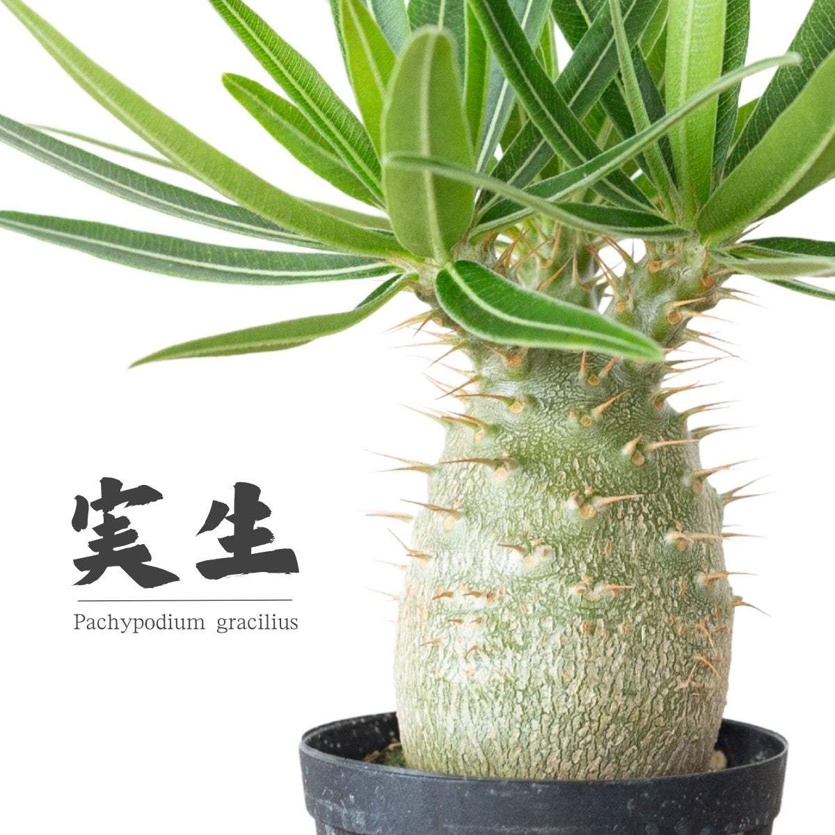 塊根植物コーデックスとは？観葉植物専門店がおすすめする種類