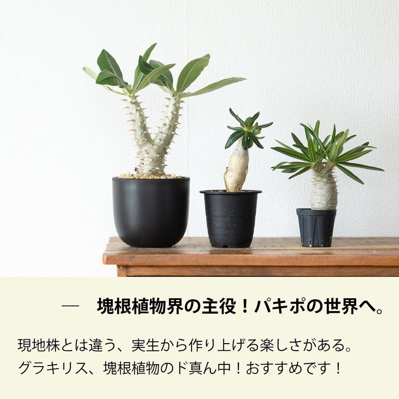 パキポディウム・グラキリス（国内実生株）｜良型です！育て方付きでお届け