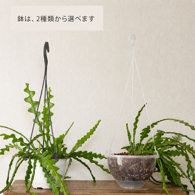 鉢が選べます