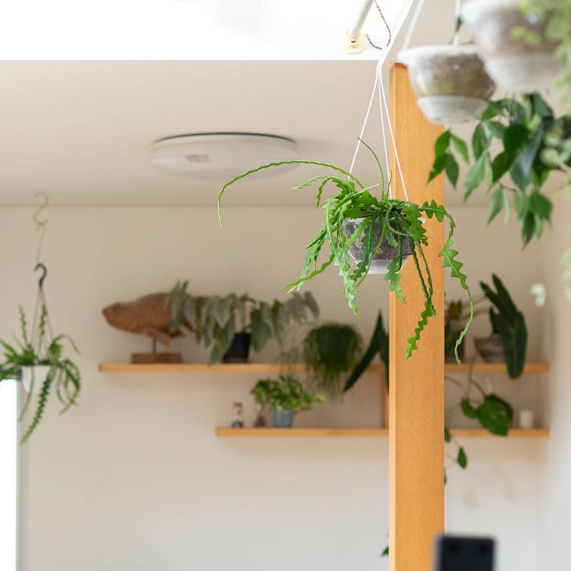 透明鉢に植え替えたフィッシュボーrん