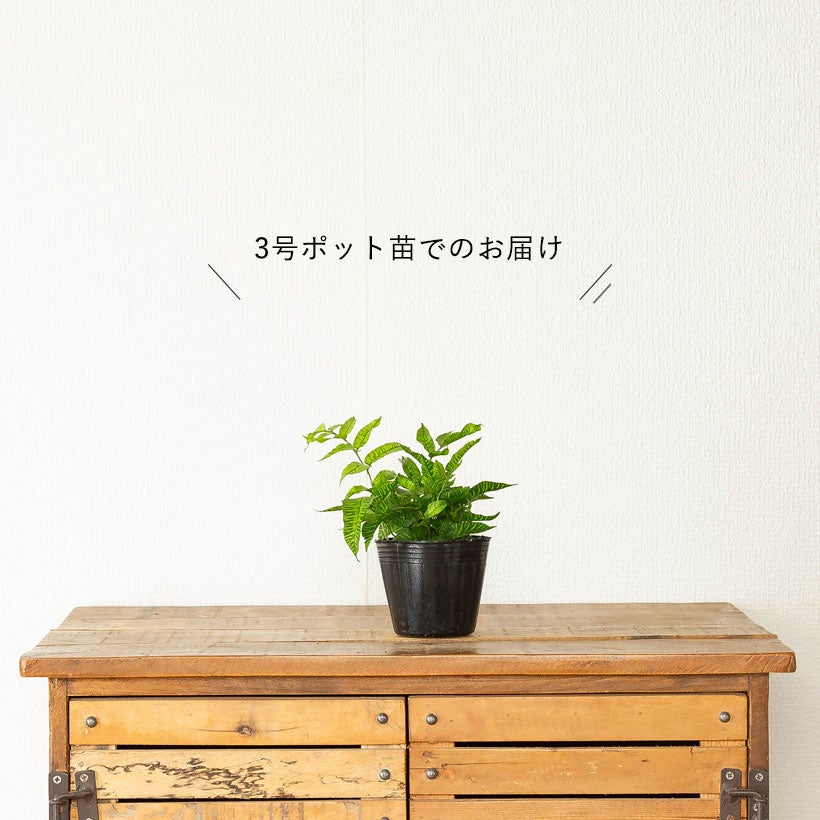ゴールデンゼブラ」と呼ばれる縞模様のシダ植物｜コニオグランメエメイ