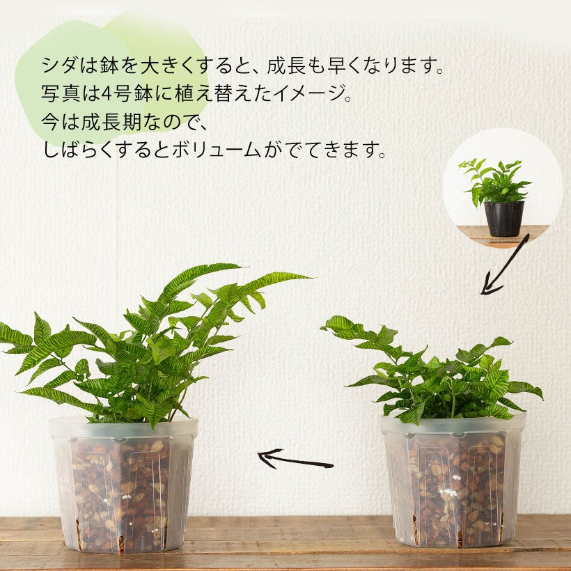 ゴールデンゼブラ」と呼ばれる縞模様のシダ植物｜コニオグランメエメイ