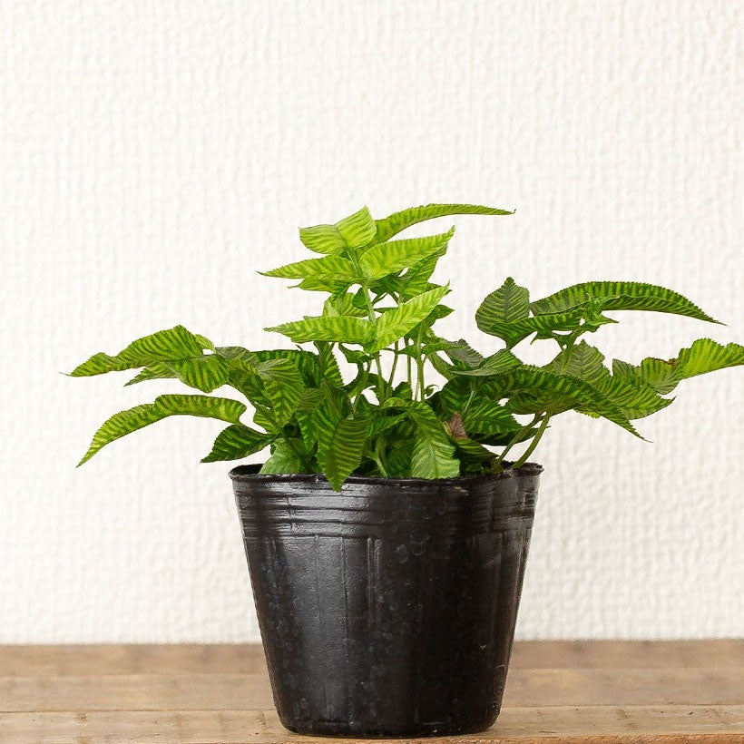 ゴールデンゼブラ」と呼ばれる縞模様のシダ植物｜コニオグランメエメイ