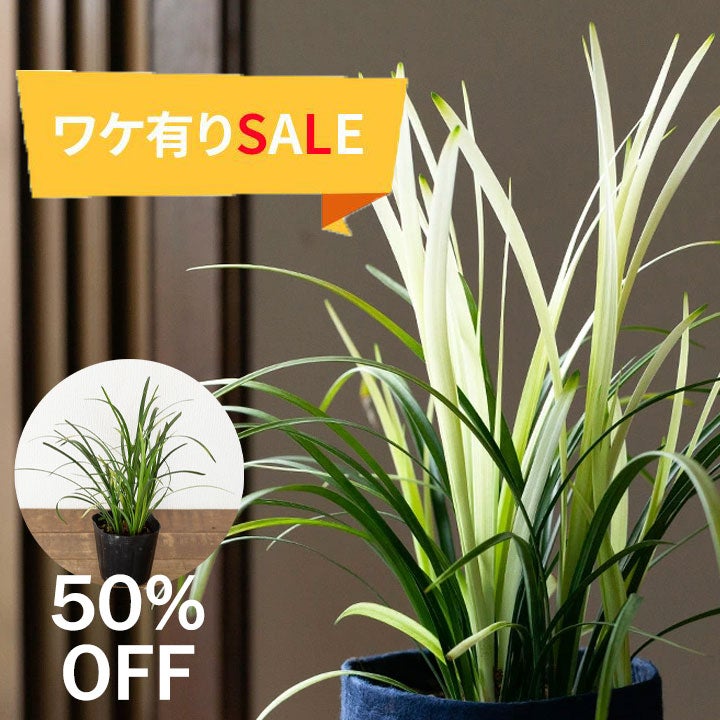 ○6/23～のお届け【訳有りSALE】2ポットSET！リリオペ・ピュアブロンド