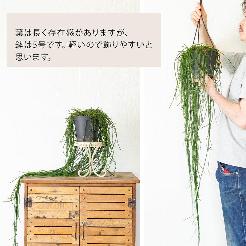 リプサリスを飾ったイメージ