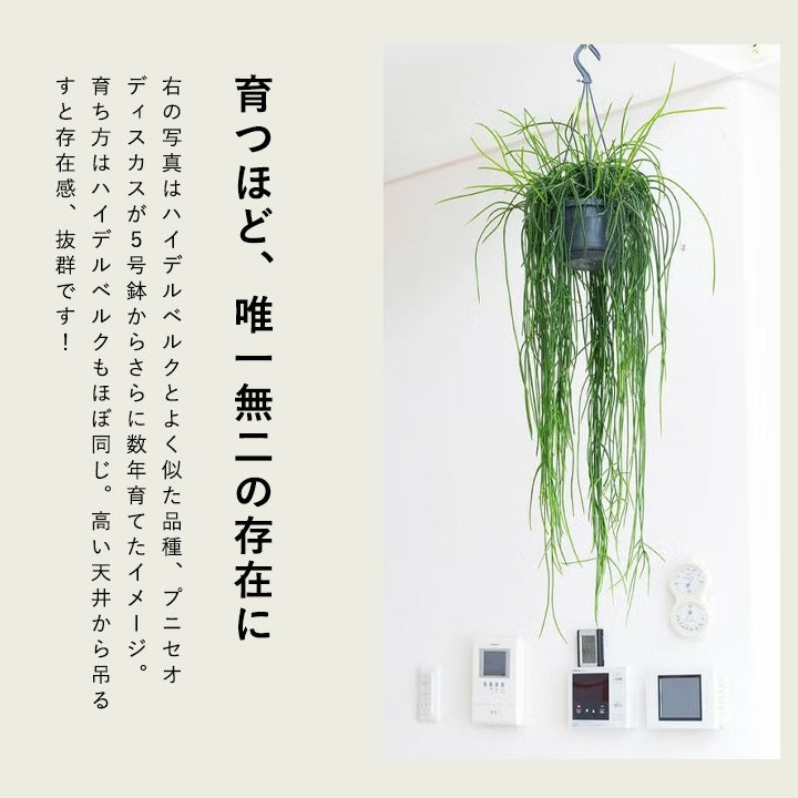 リプサリスハイデルベルク｜プニセオディスクス、パラドクサ似美種