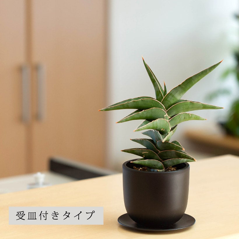 サンスベリアパウエリー（ポウェリー）葉が重なるコレクター品種