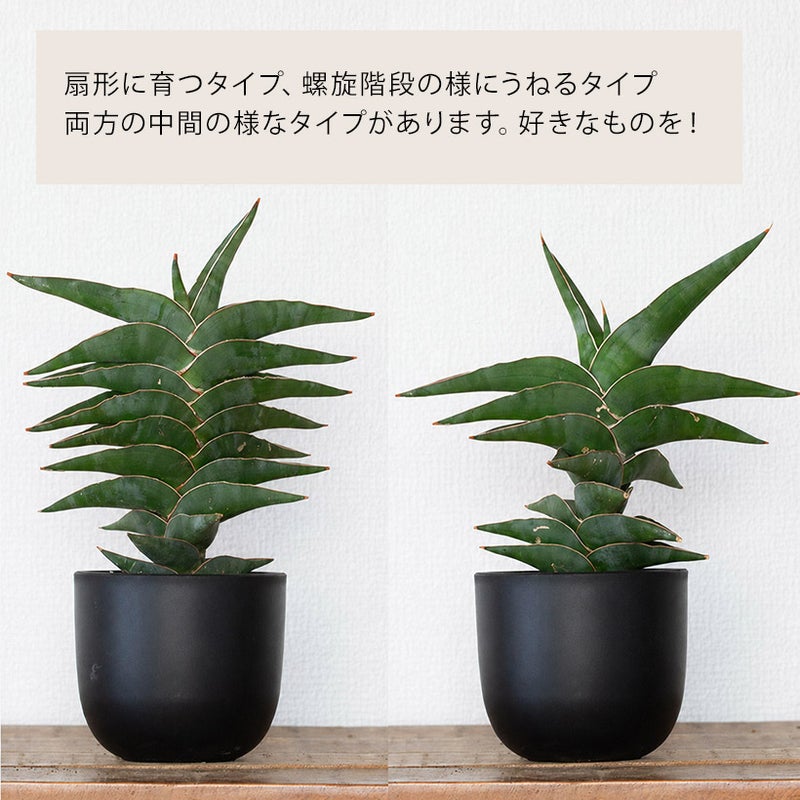 サンスベリア パウエリーの樹形について