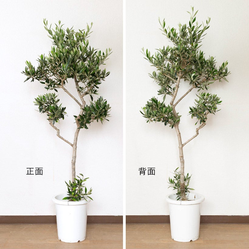 鉢植えなのに「幹が太い」オリーブコロネイキ|玄関前のシンボルツリーに