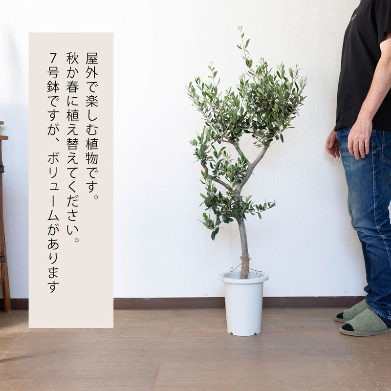 鉢植えなのに「幹が太い」オリーブコロネイキ|玄関前のシンボルツリーに
