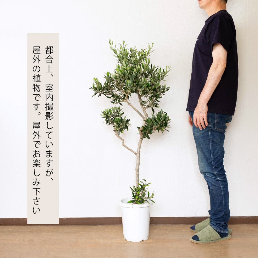 鉢植えなのに「幹が太い」オリーブコロネイキ|玄関前のシンボルツリーに