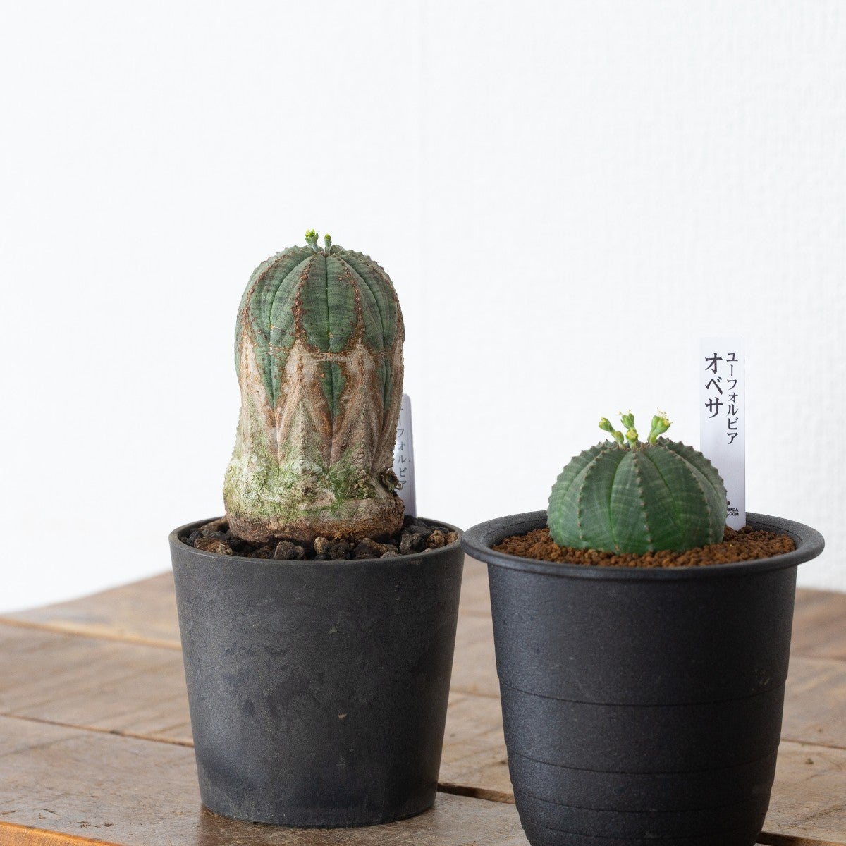 ユーフォルビア・オベサとオールドオベサの画像