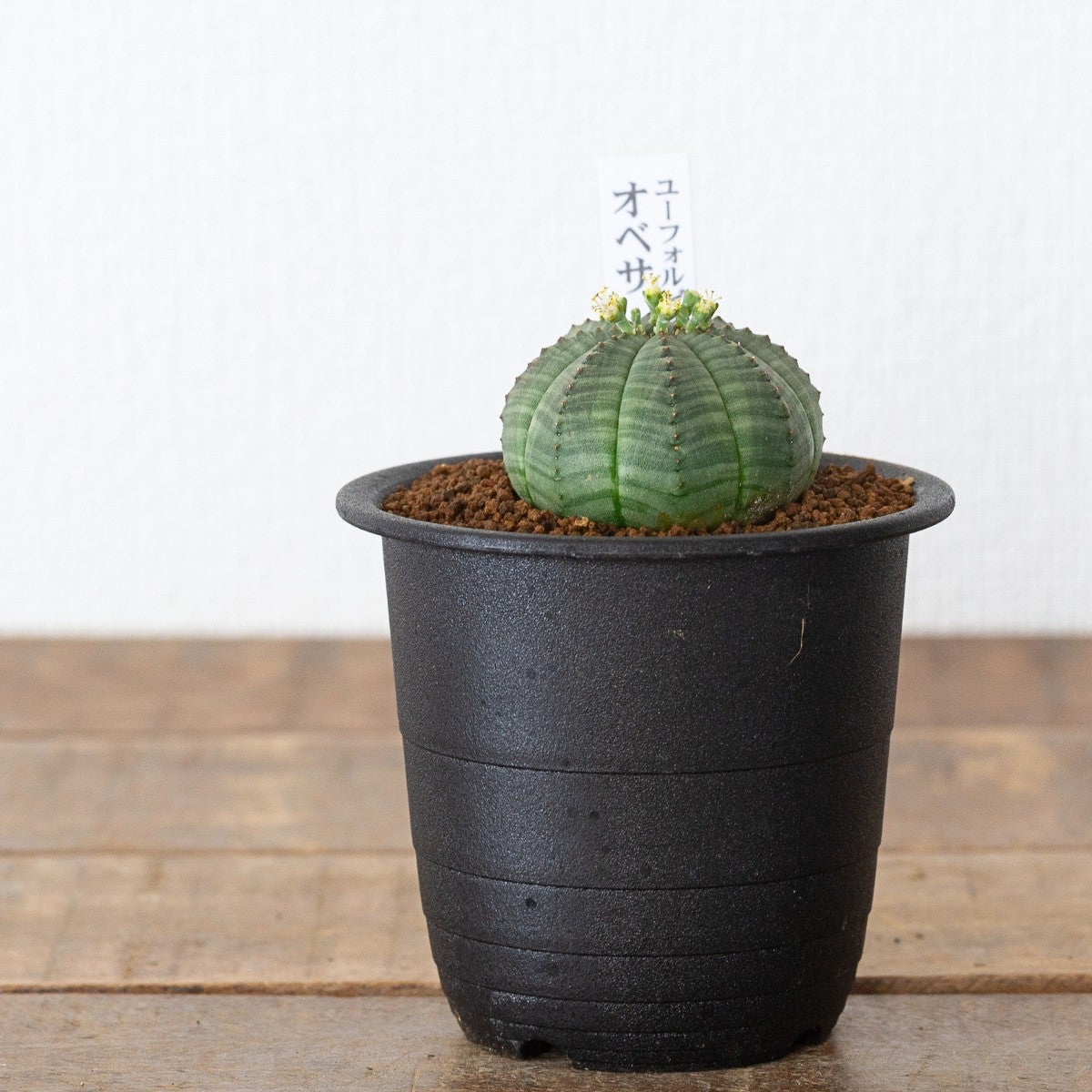 ユーフォルビア・オベサ（3号）育て方付き｜花が可愛い多肉植物