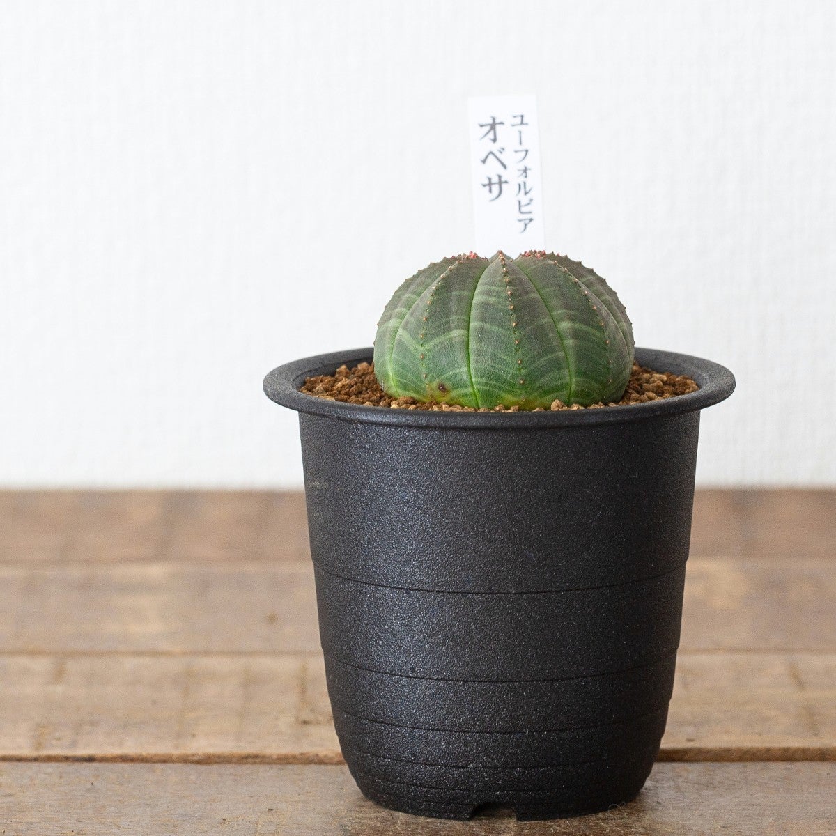 ユーフォルビア　オベサ　鉢ごと発送 ユーフォルビア・オベサ（3号）育て方付き｜花が可愛い多肉植物