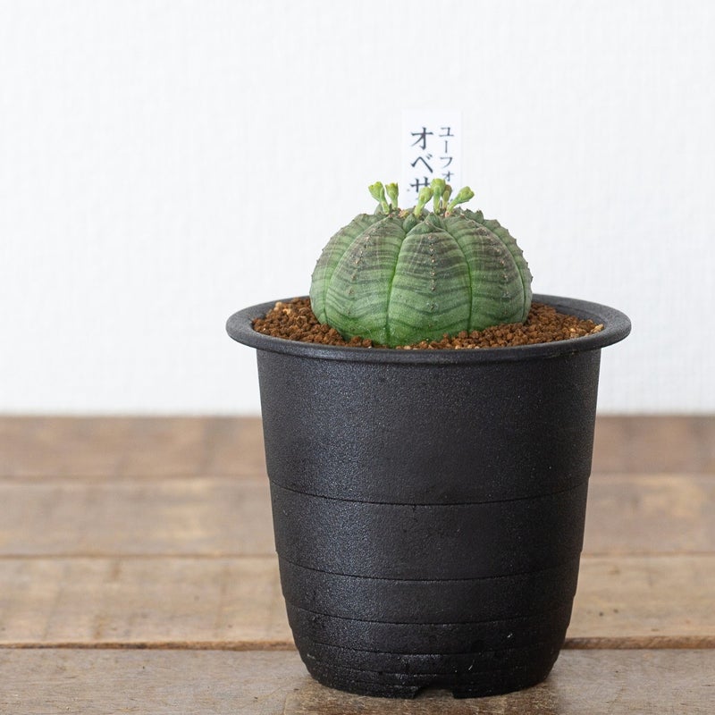 ユーフォルビア・オベサ（3号）育て方付き｜花が可愛い多肉植物