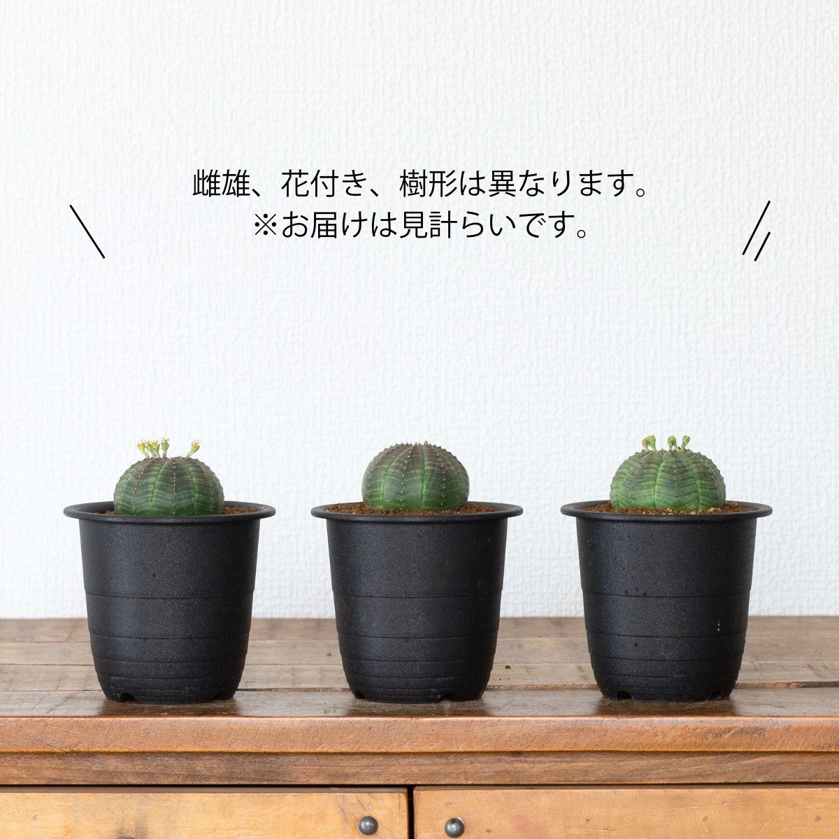 ユーフォルビア・オベサ（3号）育て方付き｜花が可愛い多肉植物