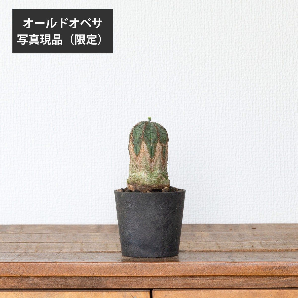 ユーフォルビア・オベサ（3号）育て方付き｜花が可愛い多肉植物