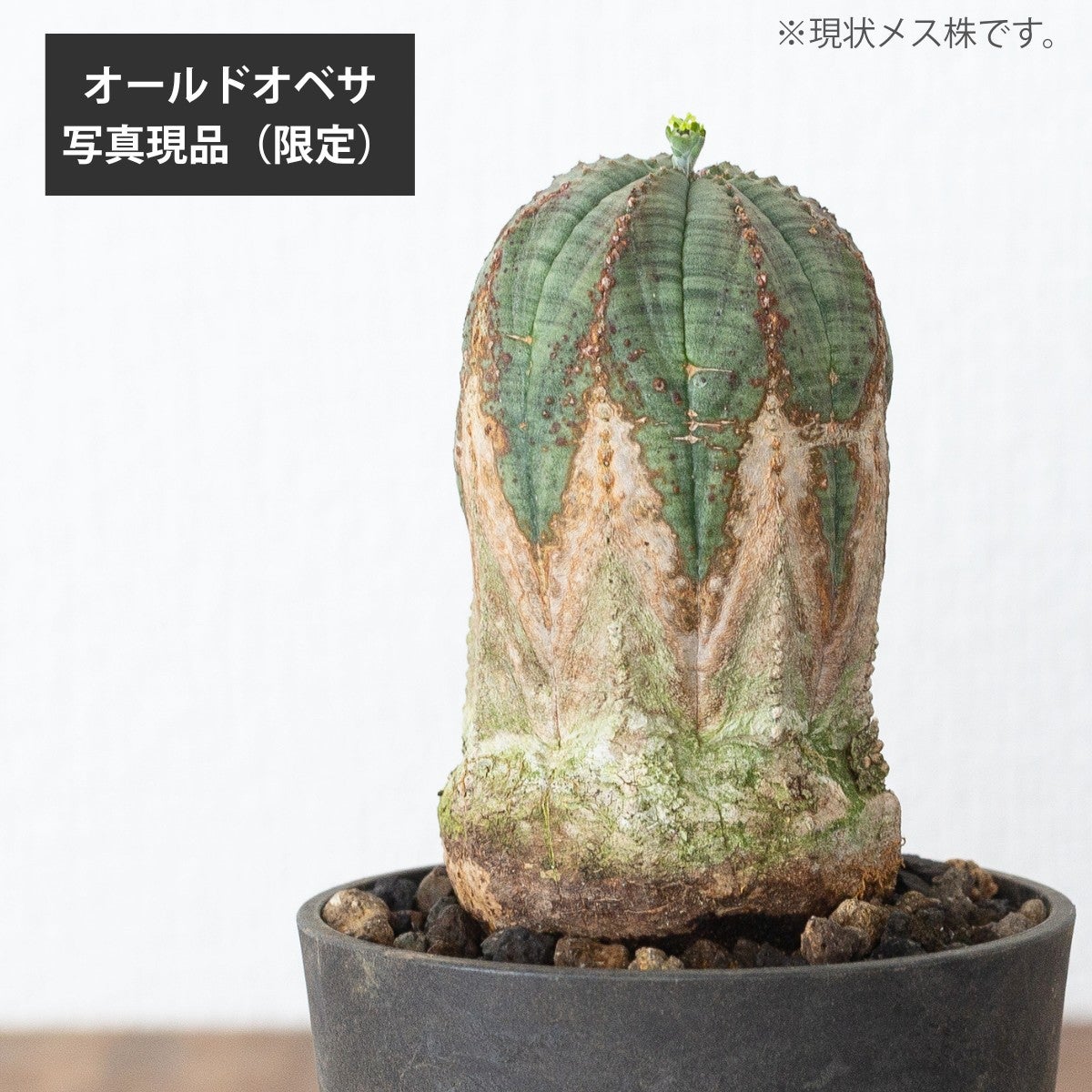 ユーフォルビア・オベサ（3号）育て方付き｜花が可愛い多肉植物