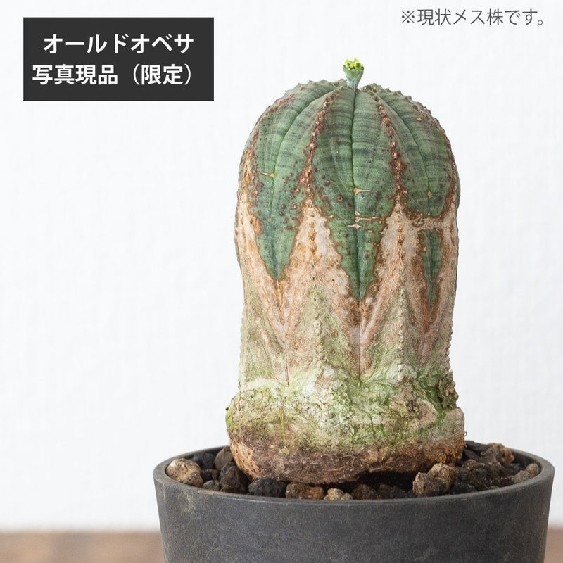 ユーフォルビア・オベサ（3号）育て方付き｜花が可愛い多肉植物