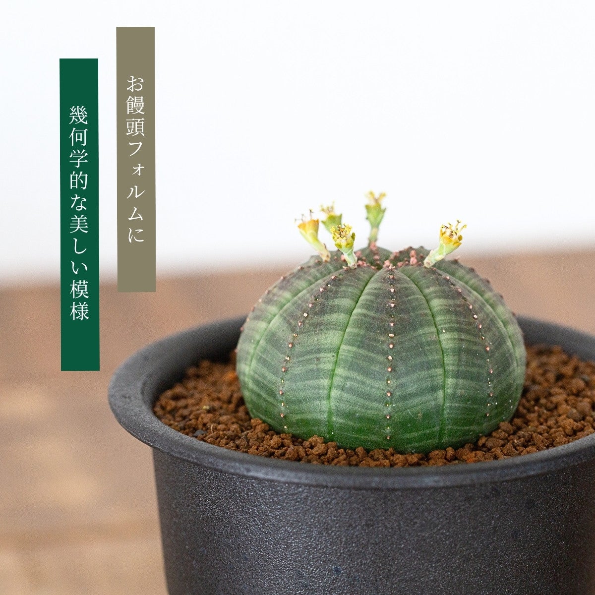 ユーフォルビア・オベサ（3号）育て方付き｜花が可愛い多肉植物