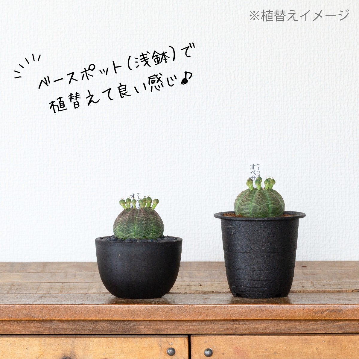 ユーフォルビア　オベサ　鉢ごと発送 ユーフォルビア・オベサ（3号）育て方付き｜花が可愛い多肉植物