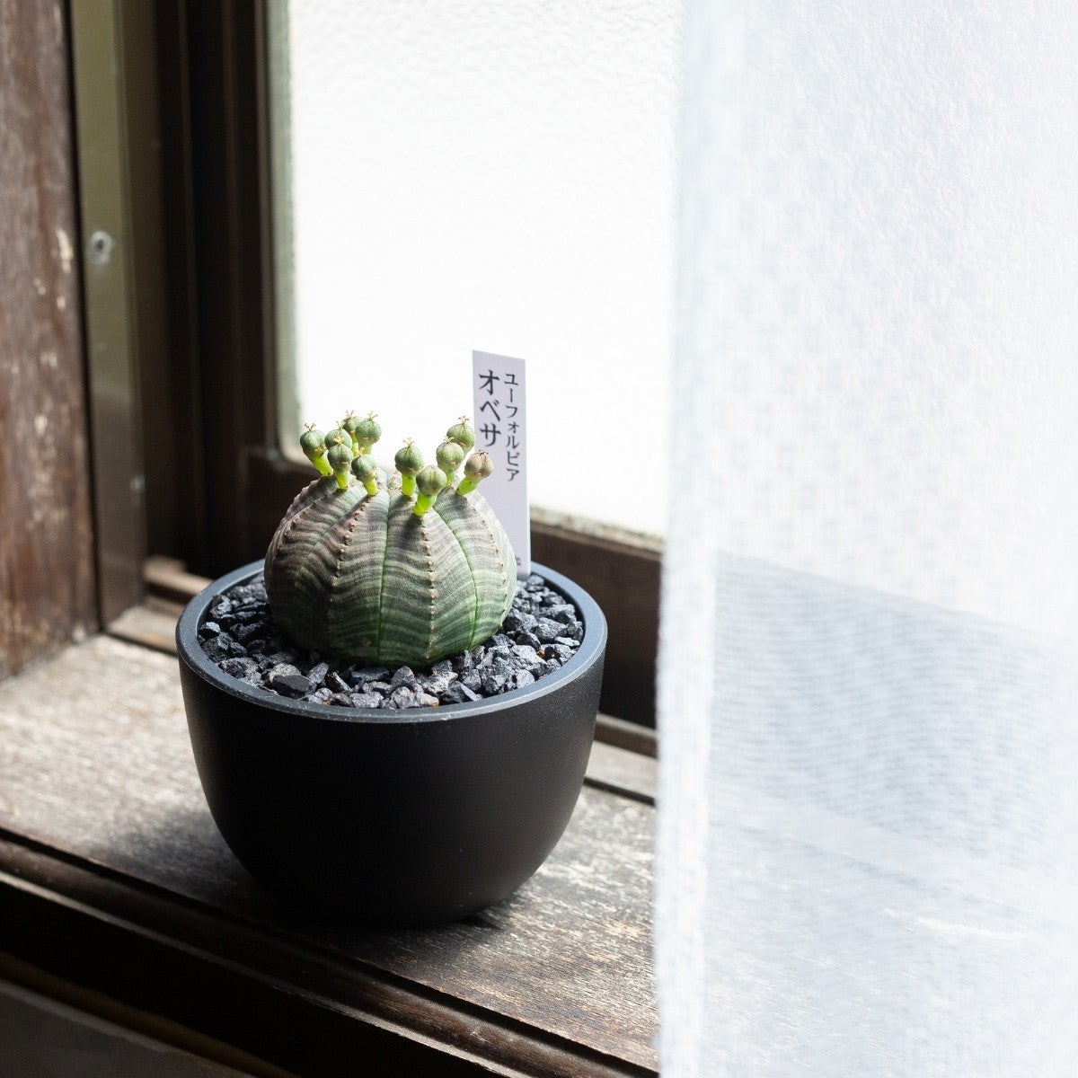 ユーフォルビア・オベサ（3号）育て方付き｜花が可愛い多肉植物