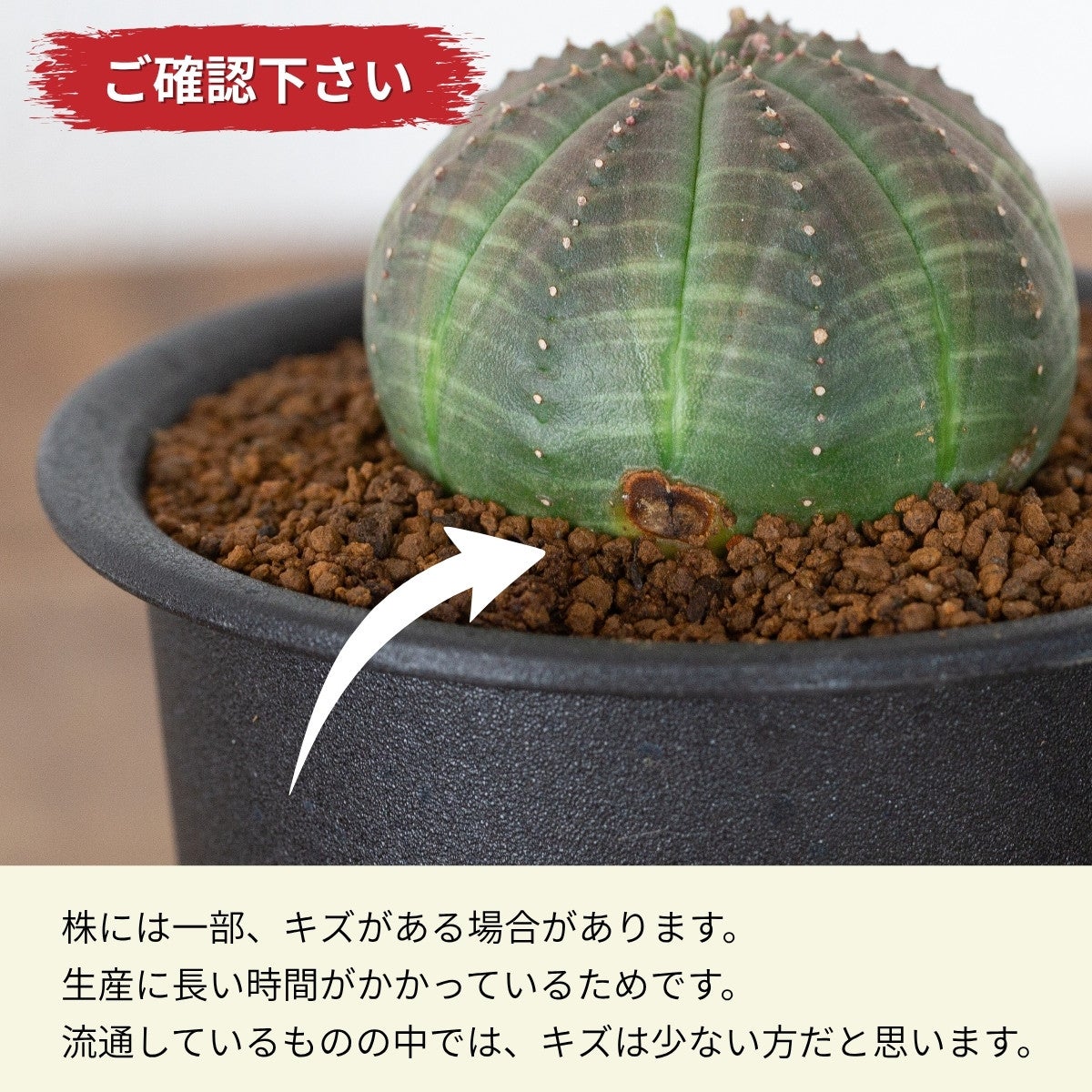 ユーフォルビア・オベサ（3号）育て方付き｜花が可愛い多肉植物