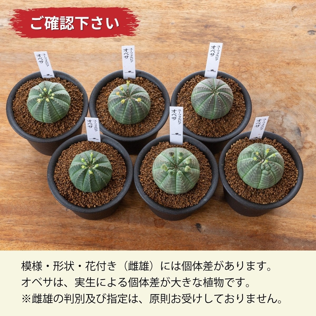 ユーフォルビア・オベサ（3号）育て方付き｜花が可愛い多肉植物