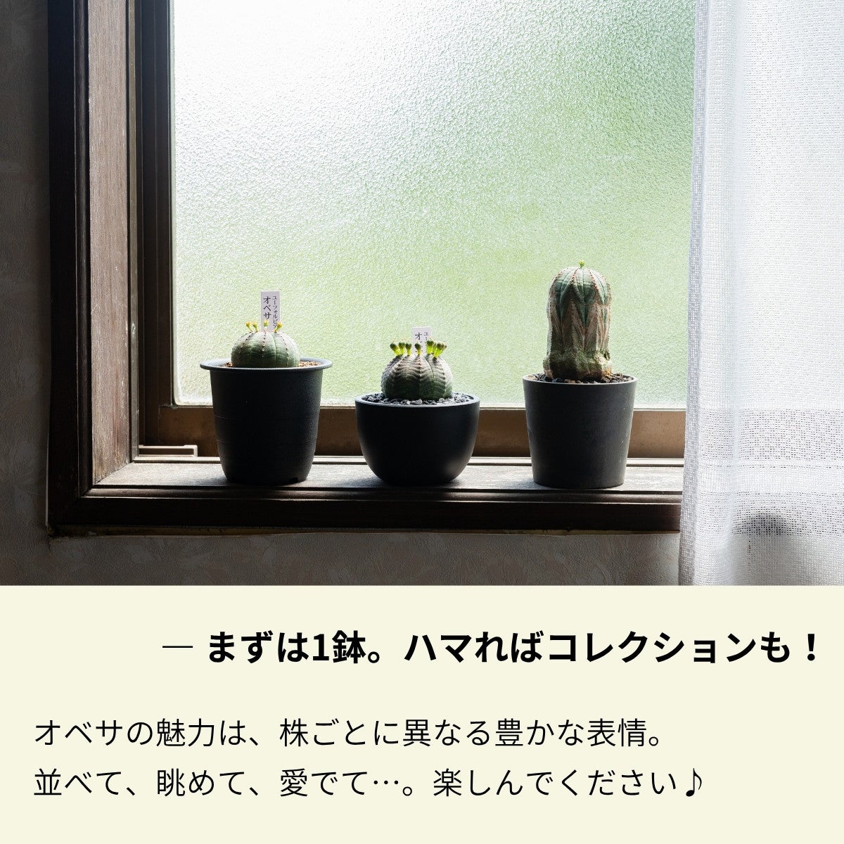 ユーフォルビア・オベサとオールドオベサの画像