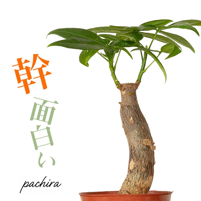 幹が太く曲がったり傾いたりしてるパキラ（朴仕立て）