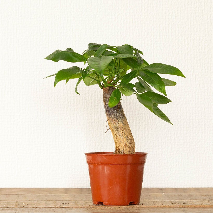 幹が太く曲がったり傾いたりしてるパキラ（朴仕立て）