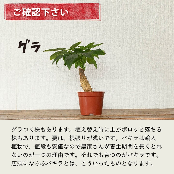 幹が太く曲がったり傾いたりしてるパキラ（朴仕立て）