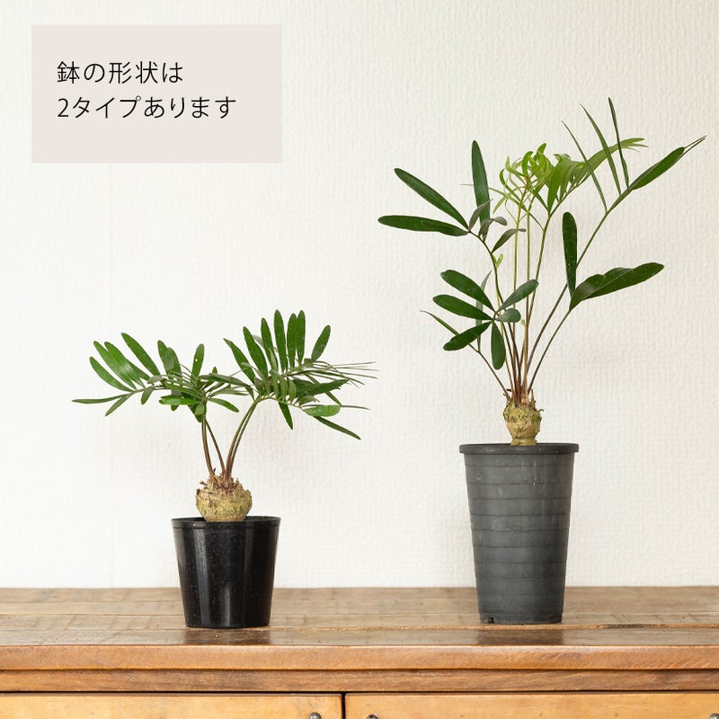 鉢の種類