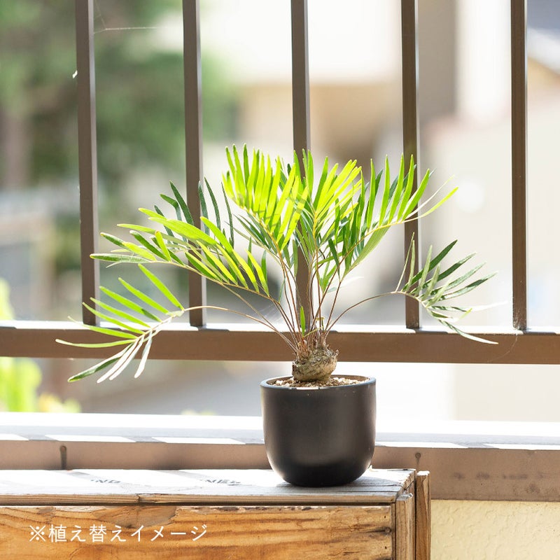 ベランダに飾ったイメージ