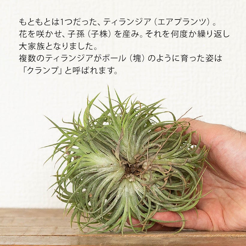 イオナンタ群生（クランプ）株！育てる手間は1株分、見ごたえは10倍