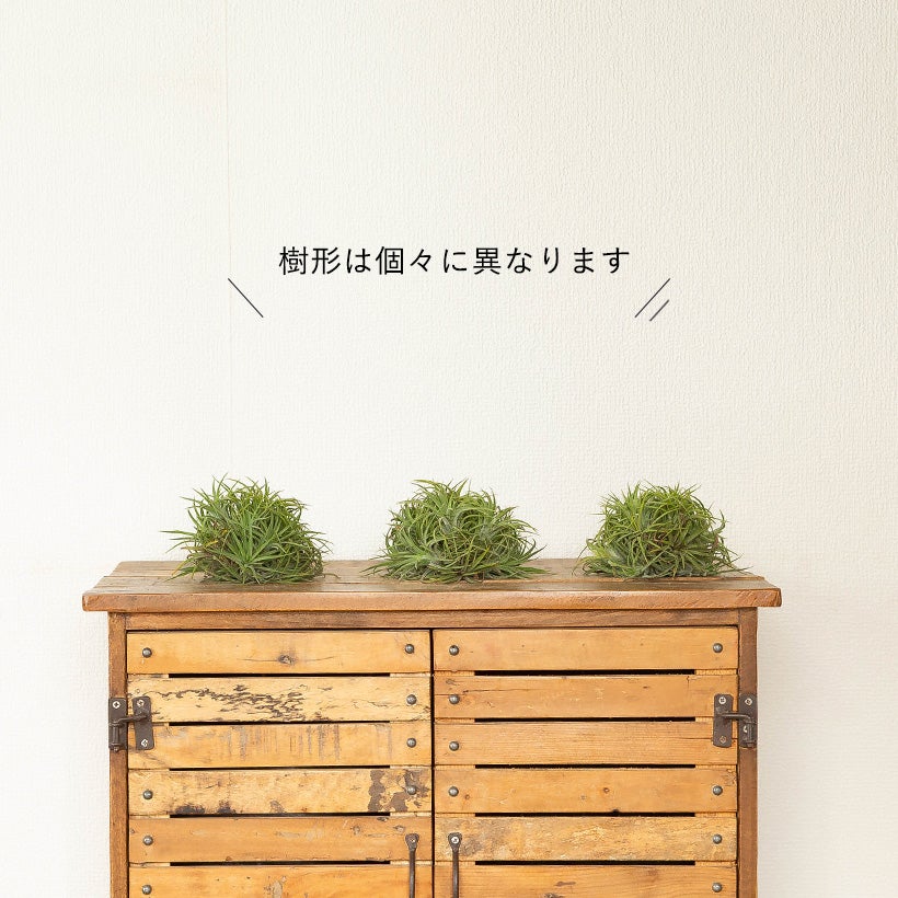 イオナンタ群生（クランプ）株！育てる手間は1株分、見ごたえは10倍