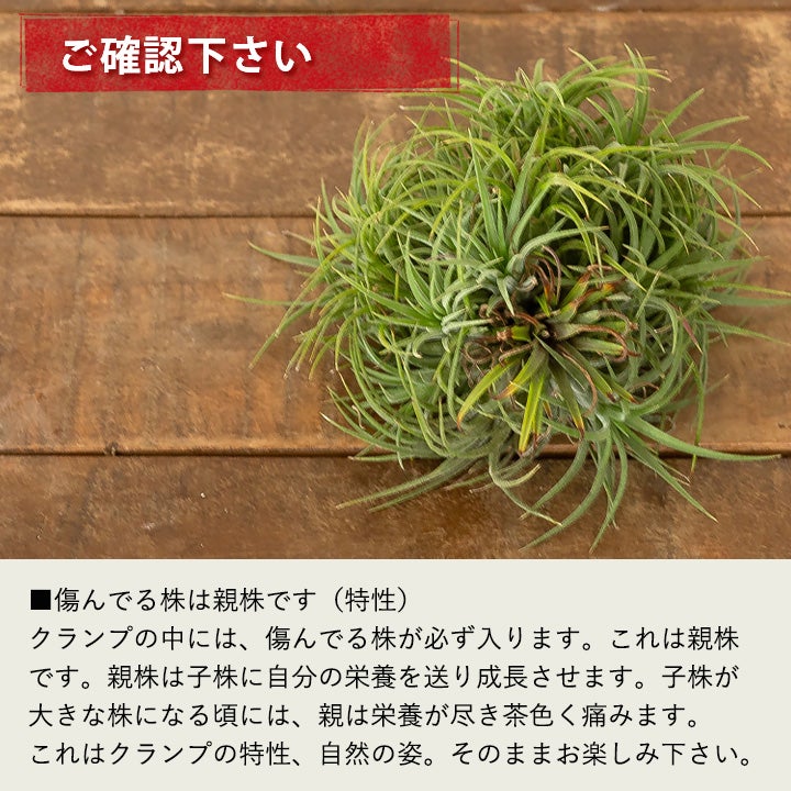 イオナンタ群生（クランプ）株！育てる手間は1株分、見ごたえは10倍