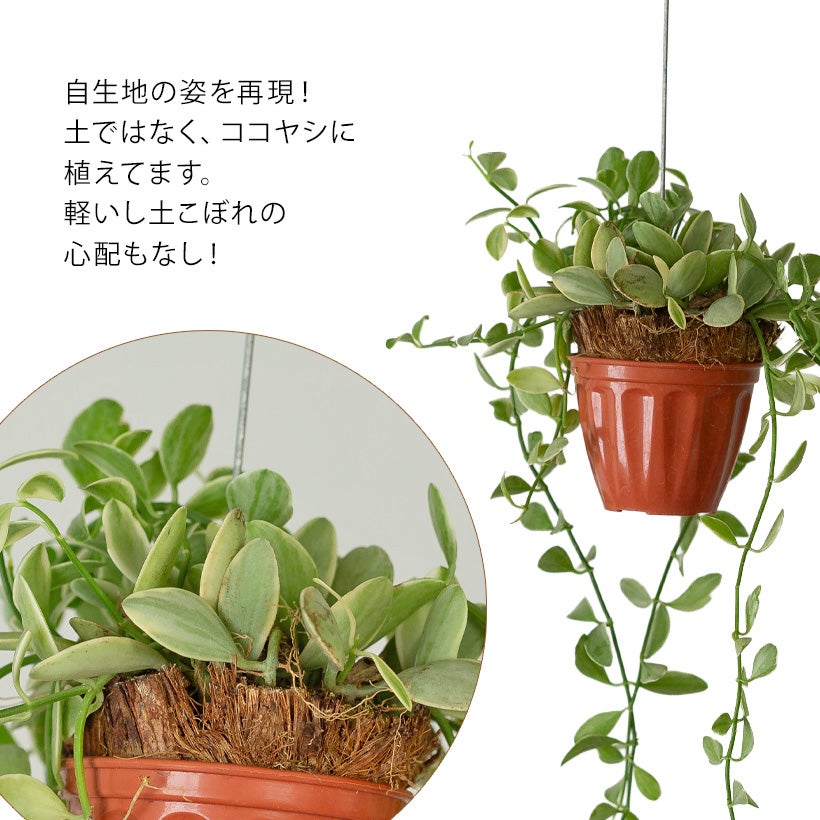 ディスキディア・エメラルド「お手軽ハンギング」