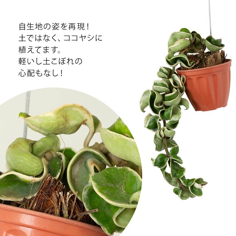 ホヤコンパクタバリエガータ｜ココヤシハンギング