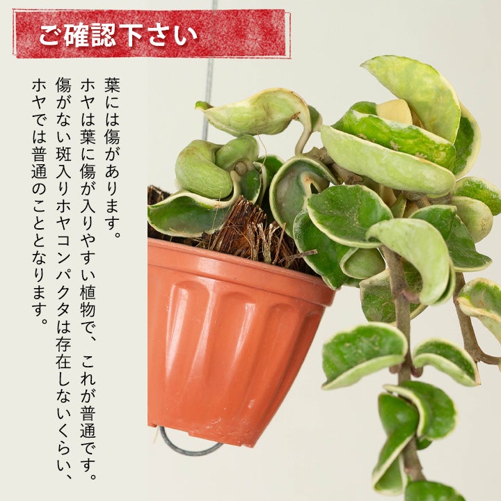 ホヤコンパクタバリエガータ｜ココヤシハンギング