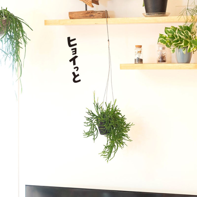 リプサリストリゴナを部屋に吊るす