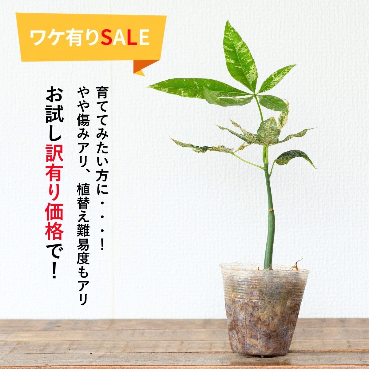 実生斑入りパキラ・ミルキーウェイ（2.5号）｜育て方付き・訳有りSALE
