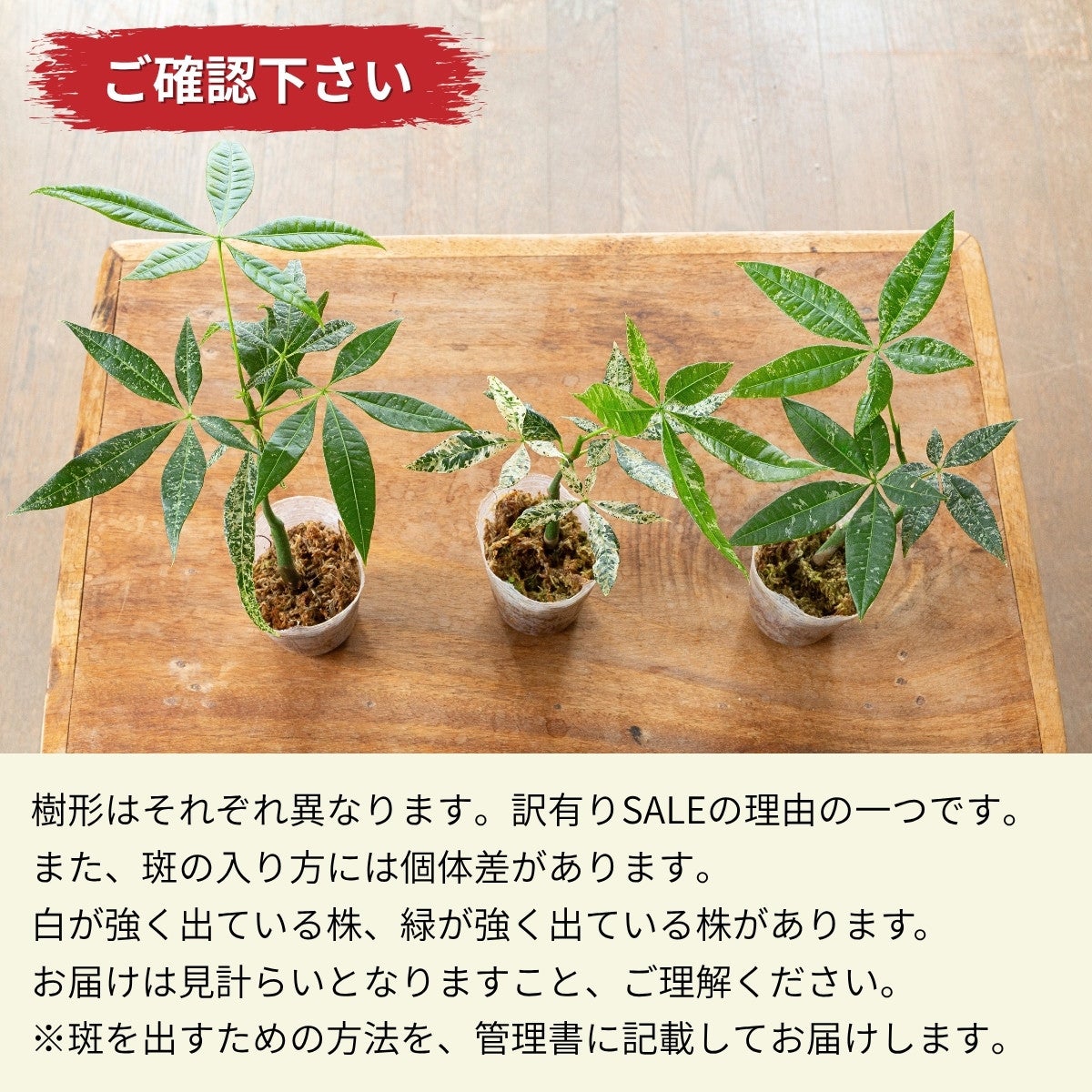 実生斑入りパキラ・ミルキーウェイ（2.5号）｜育て方付き・訳有りSALE