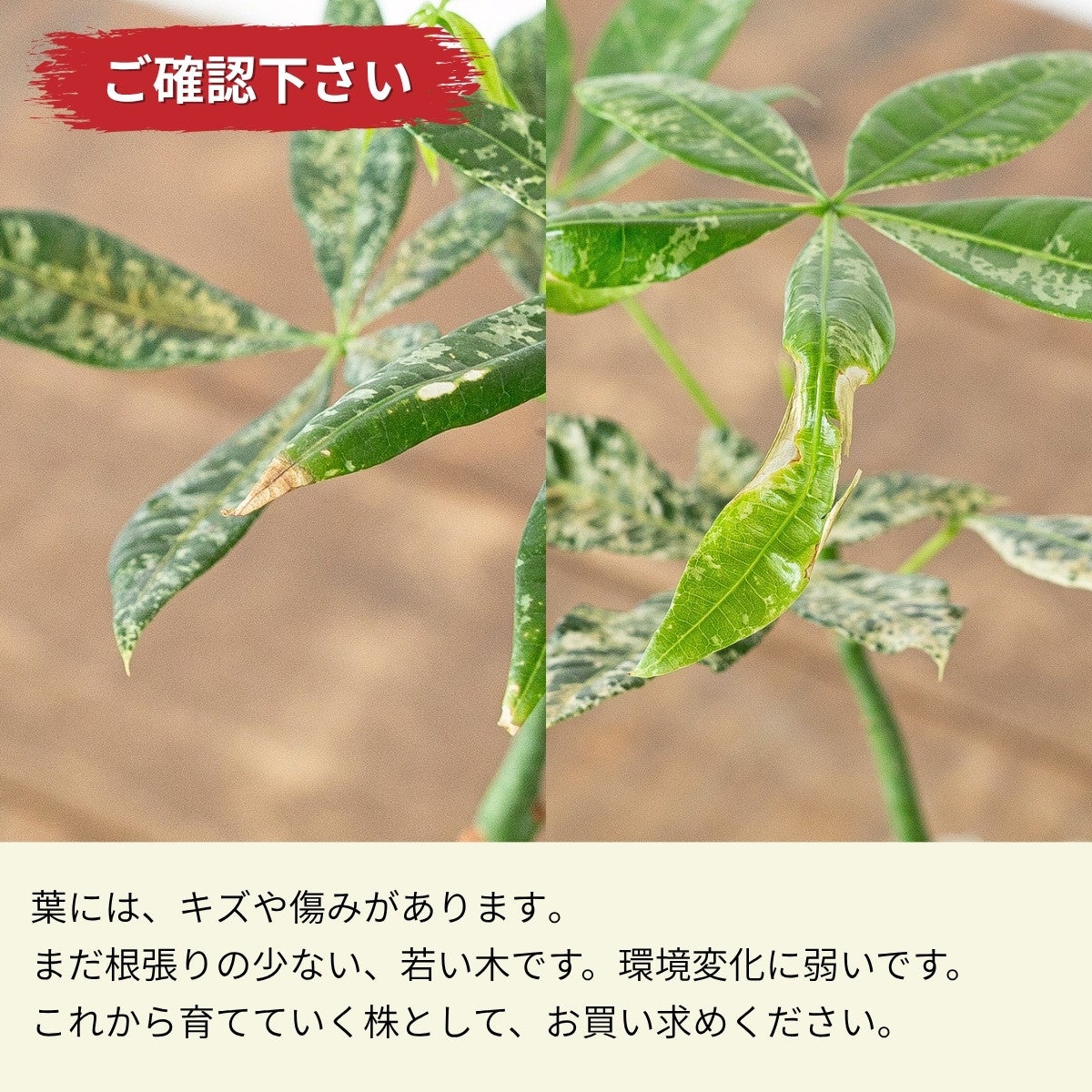 実生斑入りパキラ・ミルキーウェイ（2.5号）｜育て方付き・訳有りSALE