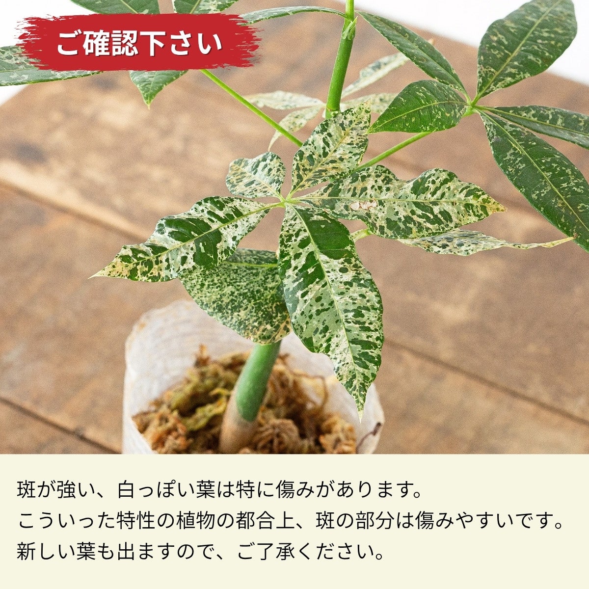 実生斑入りパキラ・ミルキーウェイ（2.5号）｜育て方付き・訳有りSALE