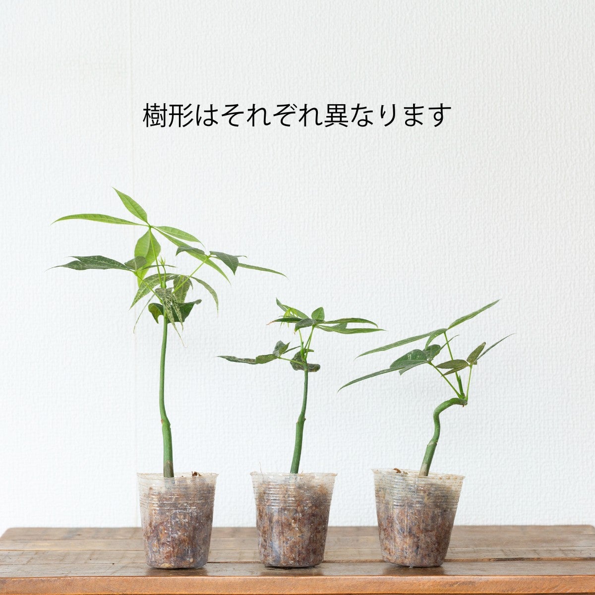 実生斑入りパキラ・ミルキーウェイ（2.5号）｜育て方付き・訳有りSALE