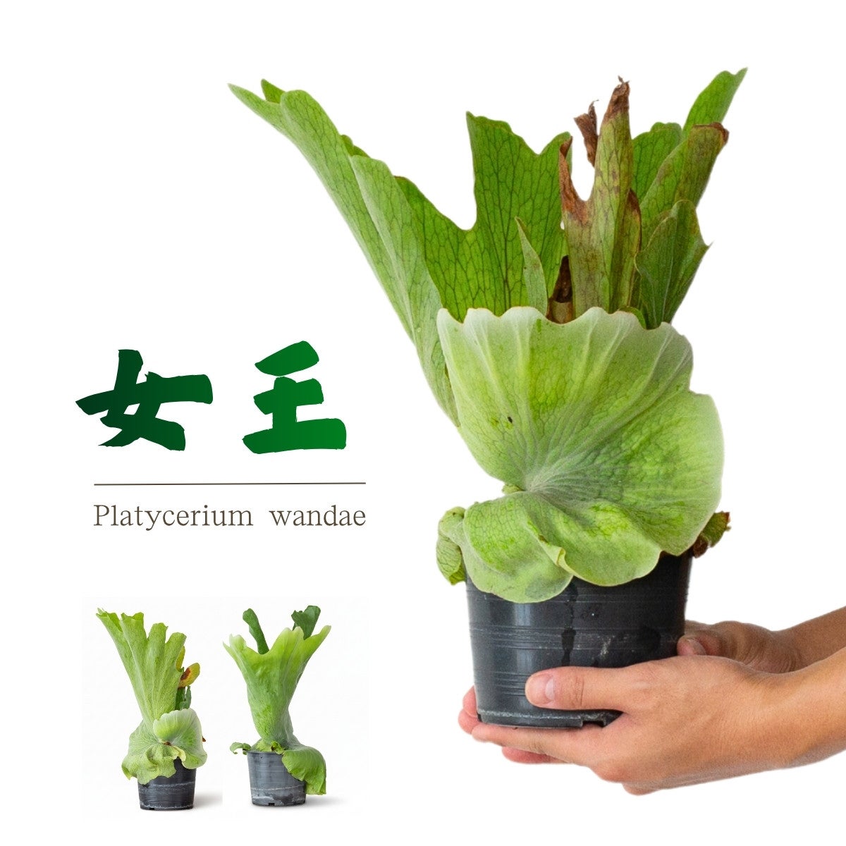 コウモリラン（ビカクシダ）初心者向け人気5種｜苔玉、鉢植え、板付