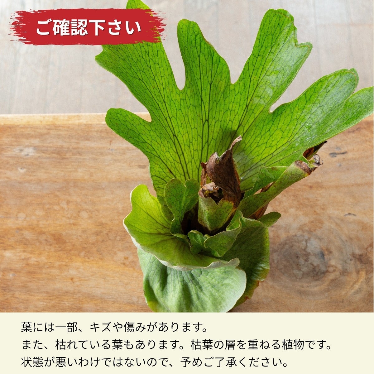 ビカクシダ・ワンダエ（育て方付き）｜板付けにおすすめ